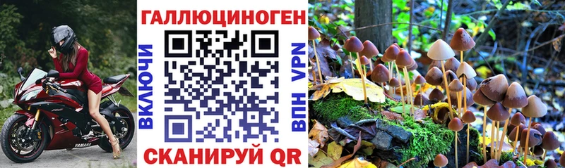 Галлюциногенные грибы Psilocybe  Всеволожск 